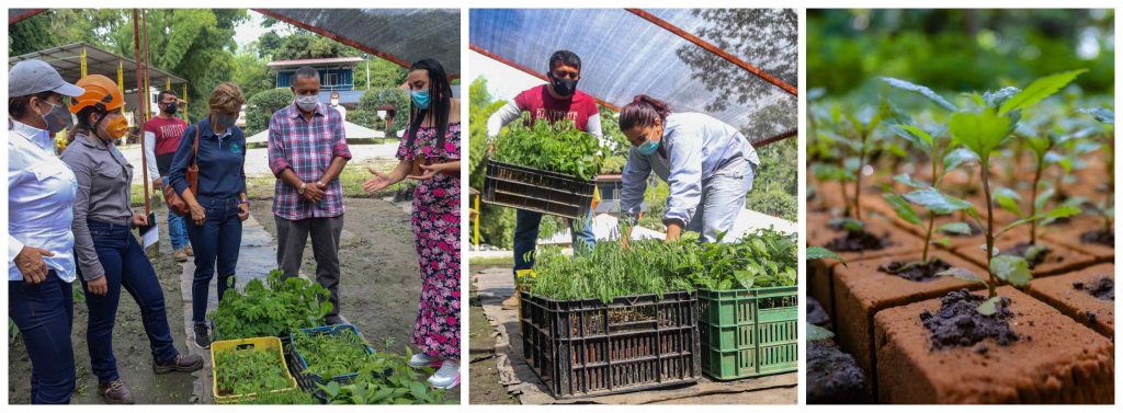 Celsia dona dos mil árboles a Ibagué en esta Navidad