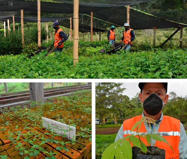 Celsia alcanzó los 5,7 millones de árboles nativos sembrados en Antioquia, Valle y Tolima con su programa ReverdeC