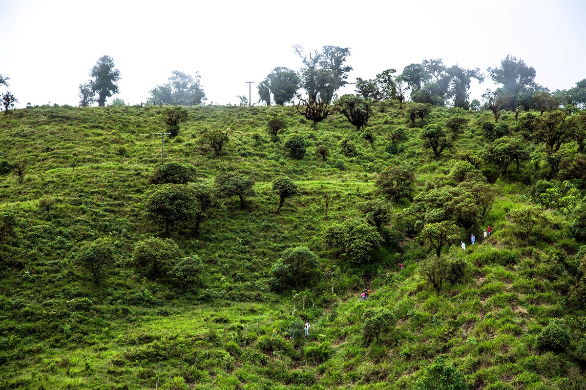 ReverdeC supera los 3 millones de árboles sembrados en el Valle del Cauca