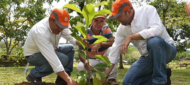 Celsia y su proyecto Porvenir II evitan la extinción del guanábano de monte