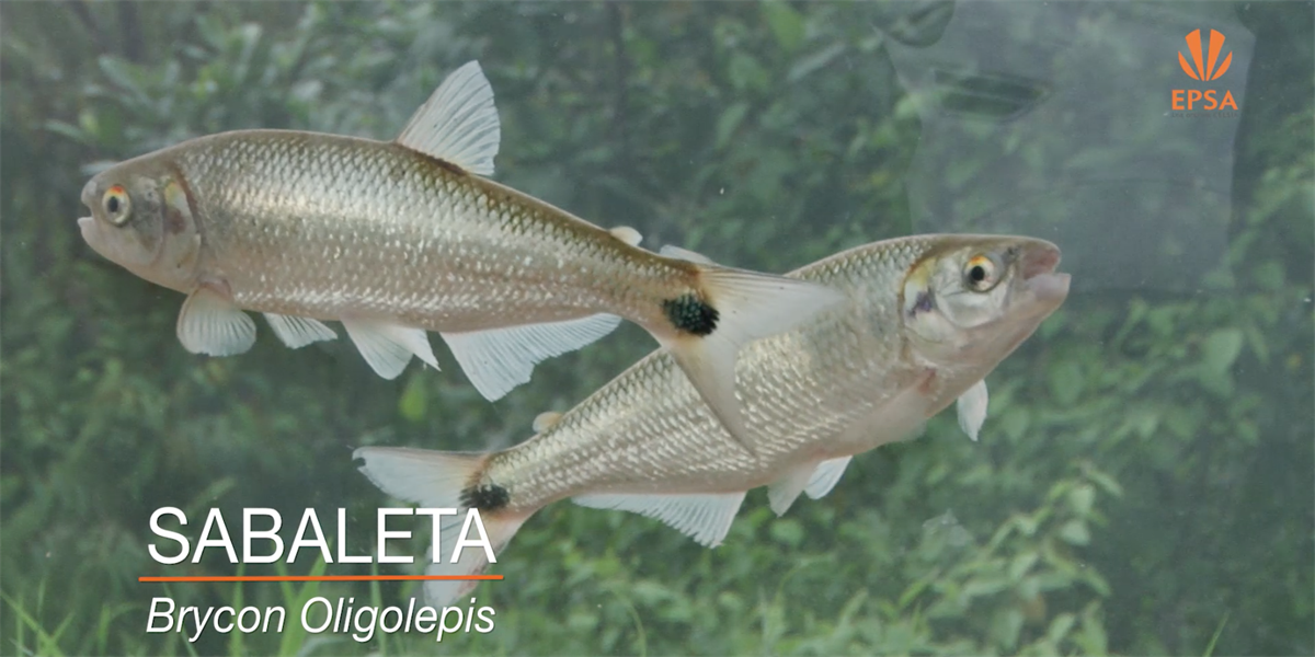 Científicos colombianos apoyados por Celsia y Epsa logran reproducir peces nativos en cautiverio
