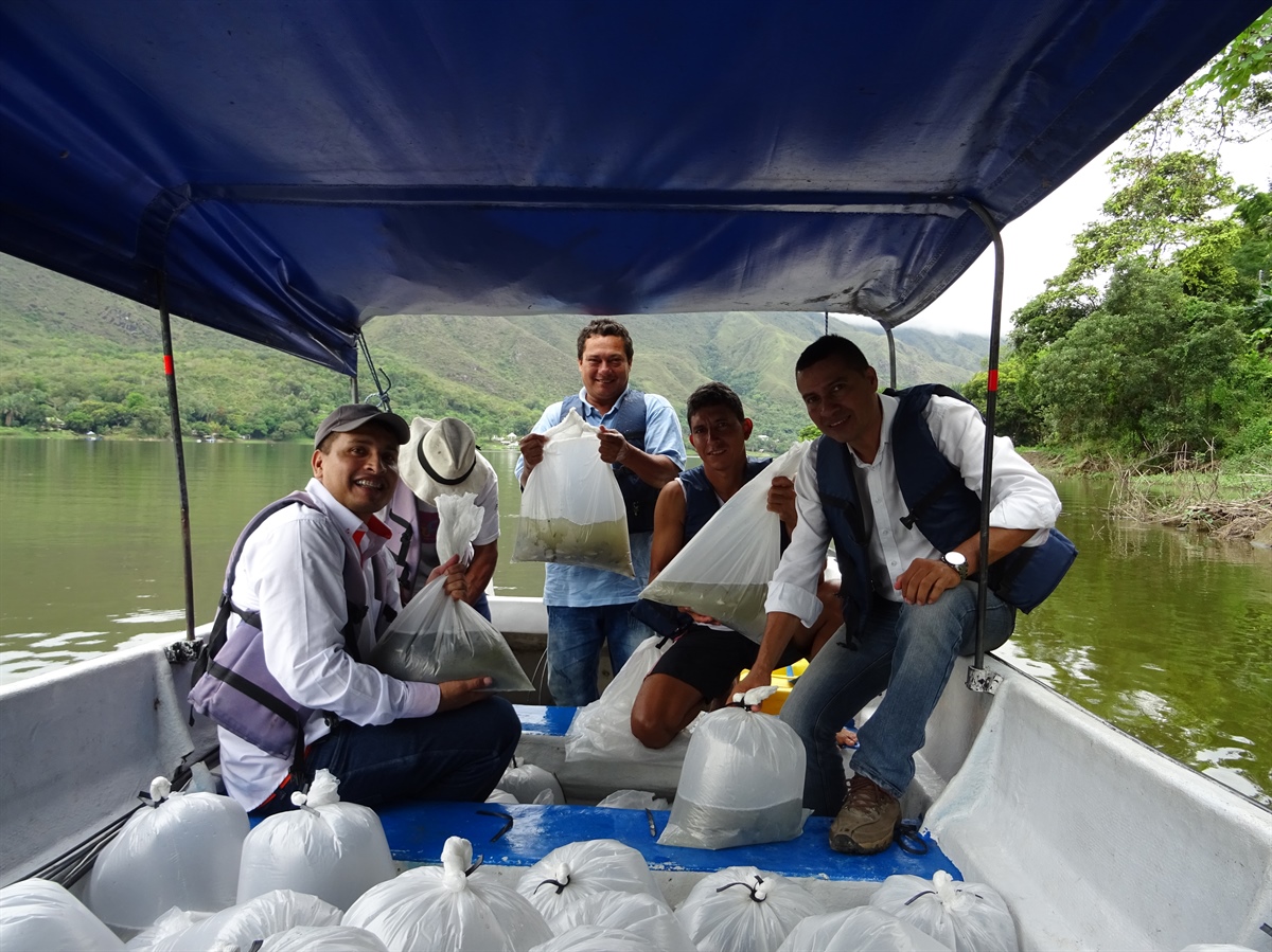 Epsa y entidades del Tolima repoblaron el embalse de Prado con 360 mil alevinos para favorecer economía comunitaria de la región