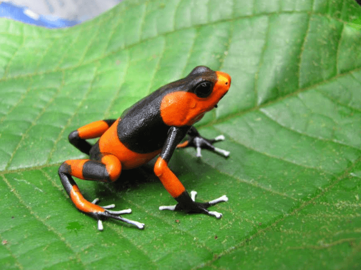 Epsa y Uniandes entregan primeros resultados de investigación sobre dos ranas venenosas colombianas en amenaza de extinción