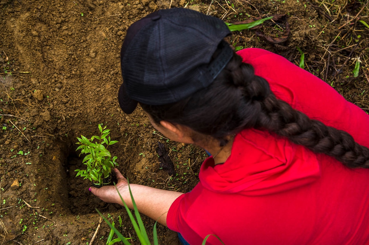 Celsia tiene abierto concurso de ideas innovadoras para optimizar la siembra y mantenimiento de 2 millones de árboles en el Valle del Cauca
