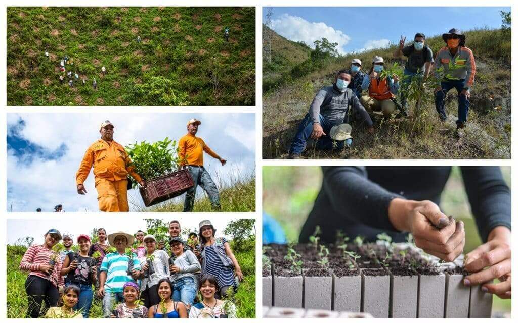 ReverdeC, programa de Celsia para combatir la deforestación, gana “Óscar” de los bosques:  Los Bóscares 2021