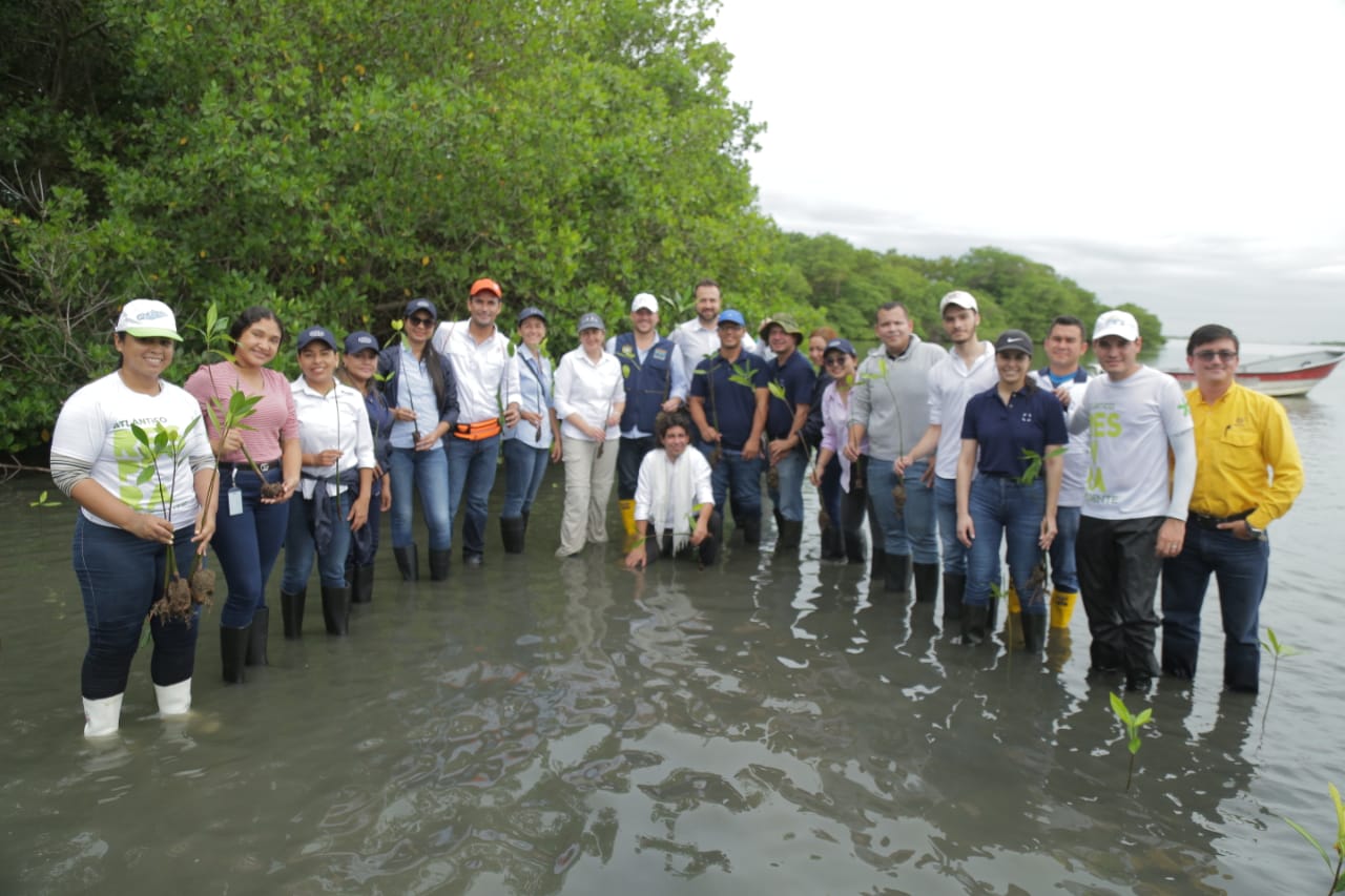Con la siembra de 20 mil plántulas de manglar, ReverdeC se une a la Fundación Grupo Argos para preservar este ecosistema en el Atlántico
