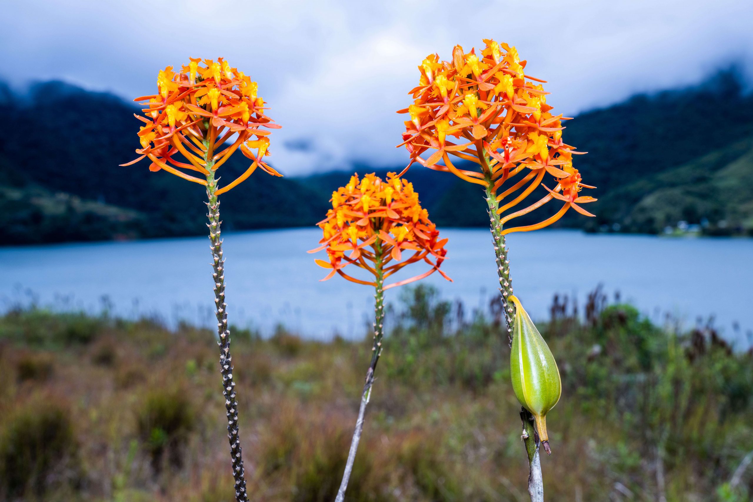 Celsia descubre dos nuevas especies de orquídeas en el Valle del Cauca