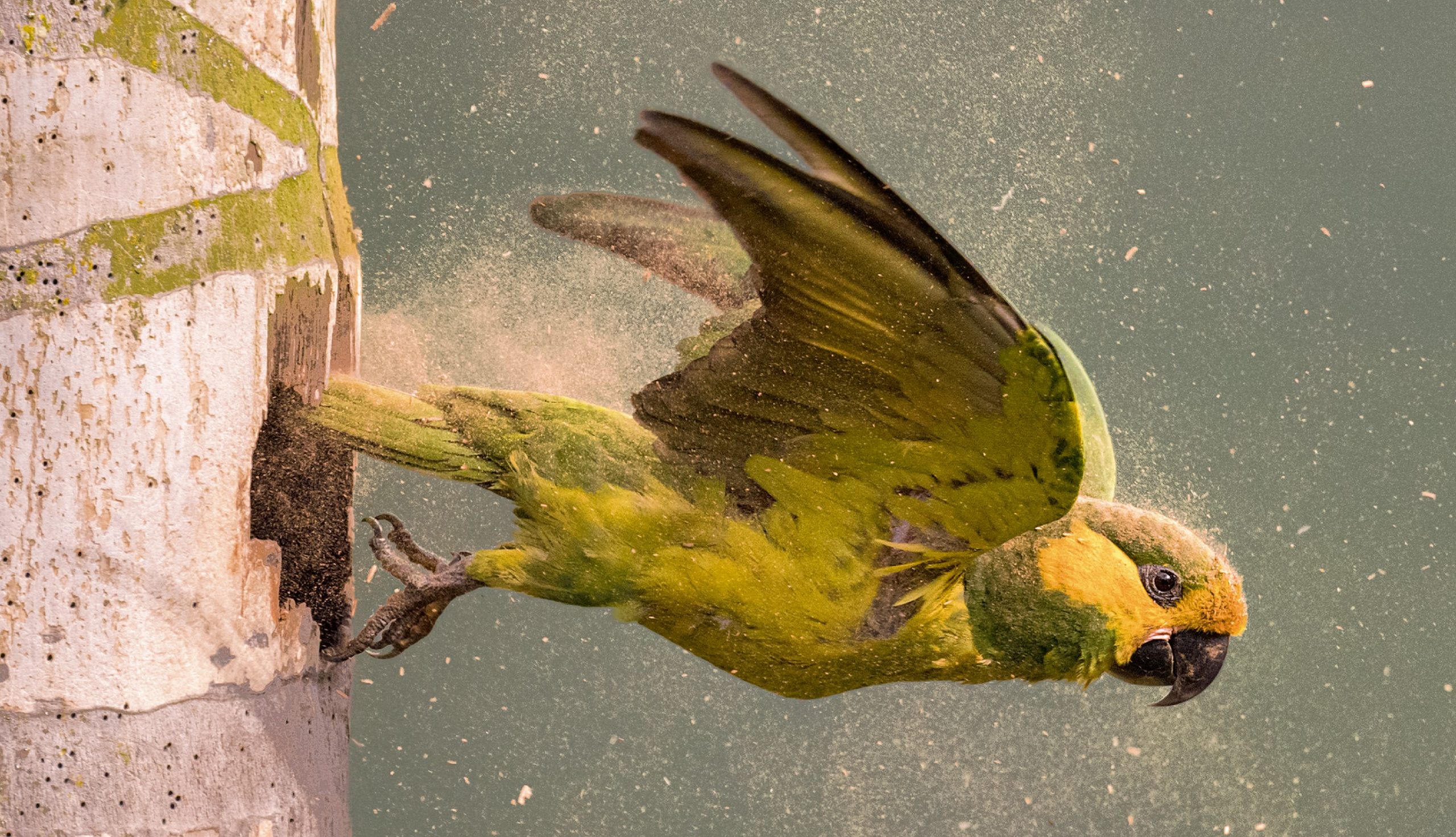 Naturaleza y Asombro: Un libro para descubrir, asombrarse y celebrar la riqueza de aves de Colombia