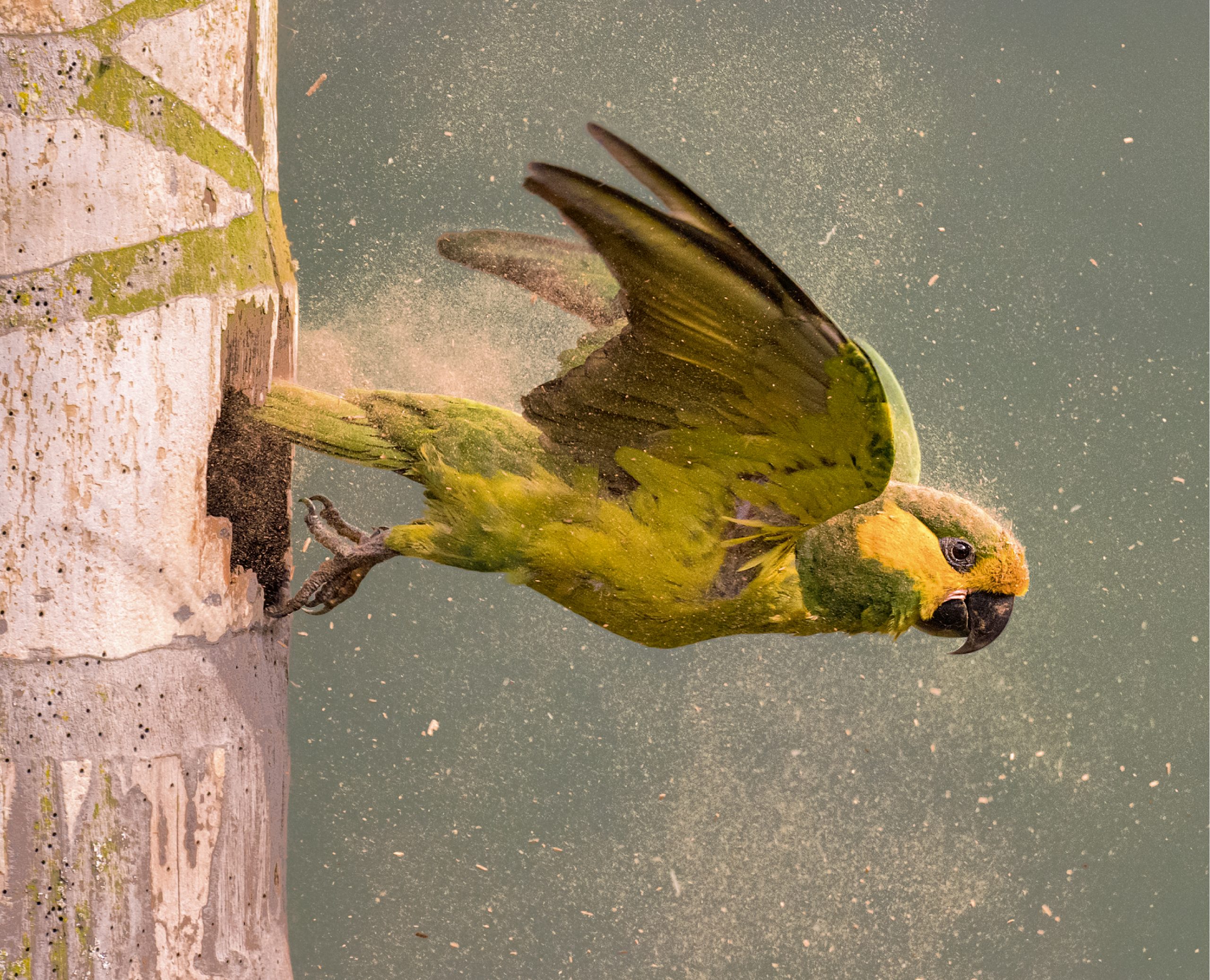 Naturaleza y Asombro: Un libro para descubrir, asombrarse y celebrar la riqueza de aves de Colombia