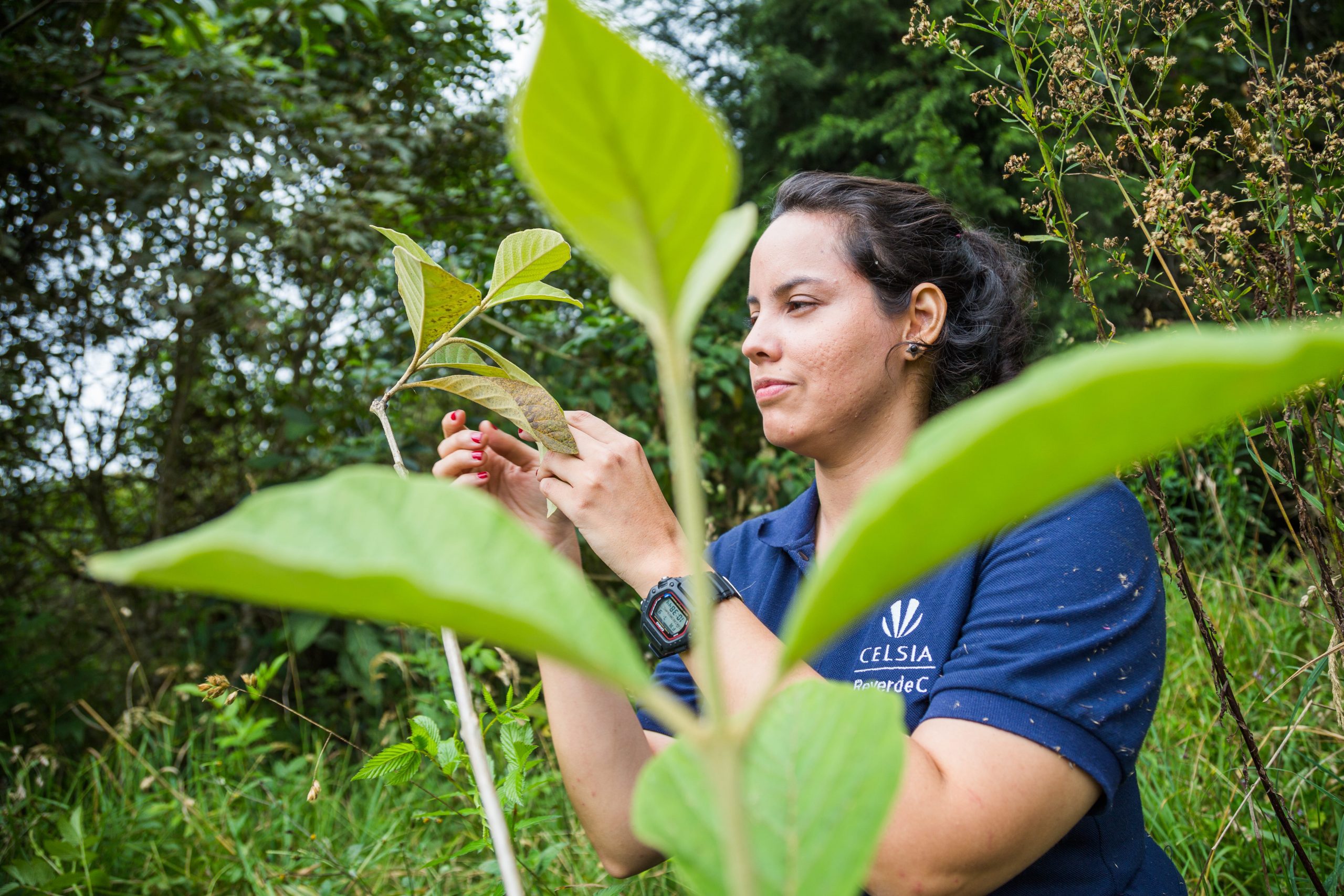 Celsia logra récord ambiental: sembró 10 millones de árboles nativos y va por más con su programa ReverdeC