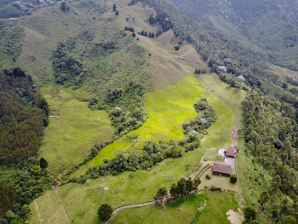 Publik y Celsia se unen para restaurar 30 hectáreas de la cuenca del río Otún con 100,000 árboles nativos