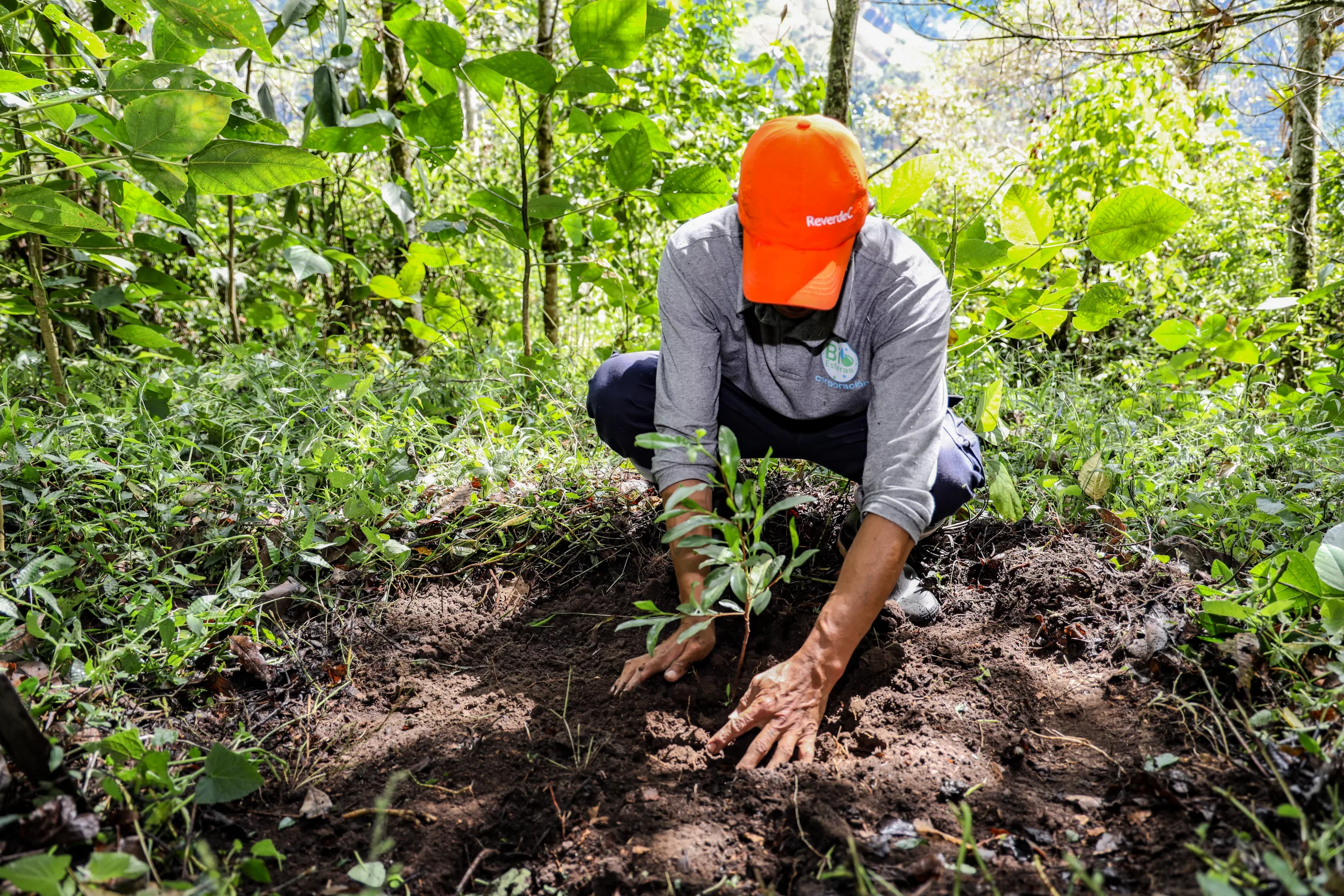 Celsia adelanta programa de protección ecológica para el nevado del Tolima y la cuenca del río Combeima