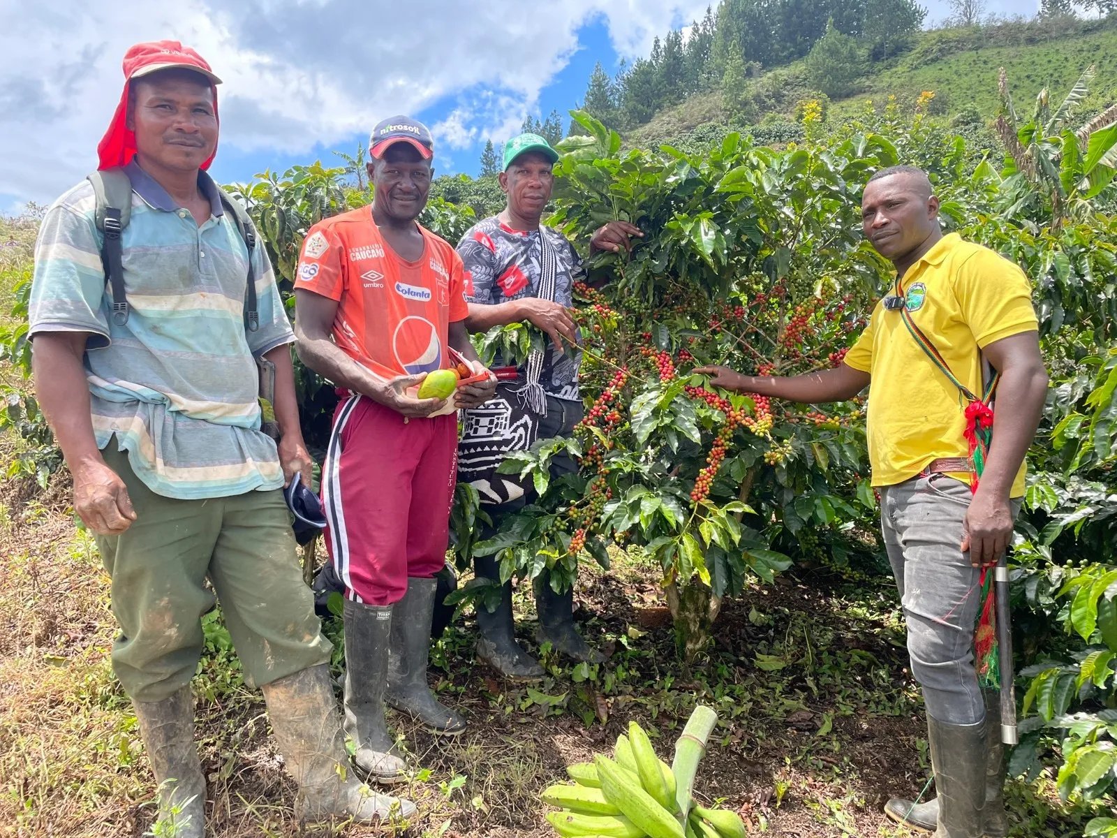 Celsia fortalece la caficultura de comunidades al norte del Cauca: más de 300 familias beneficiadas recogen su primera cosecha